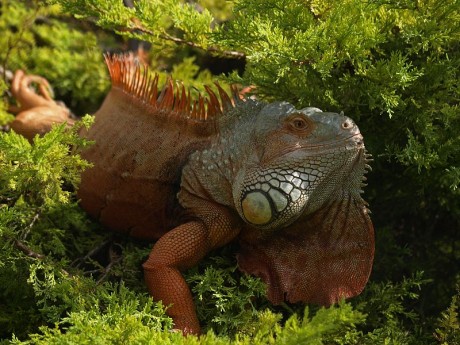Leguán zelený (Iguana iguana)1