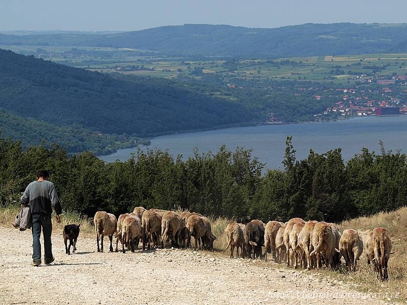 Rumunsko_Banat_Svata Helena_Lide a zvirata (4)