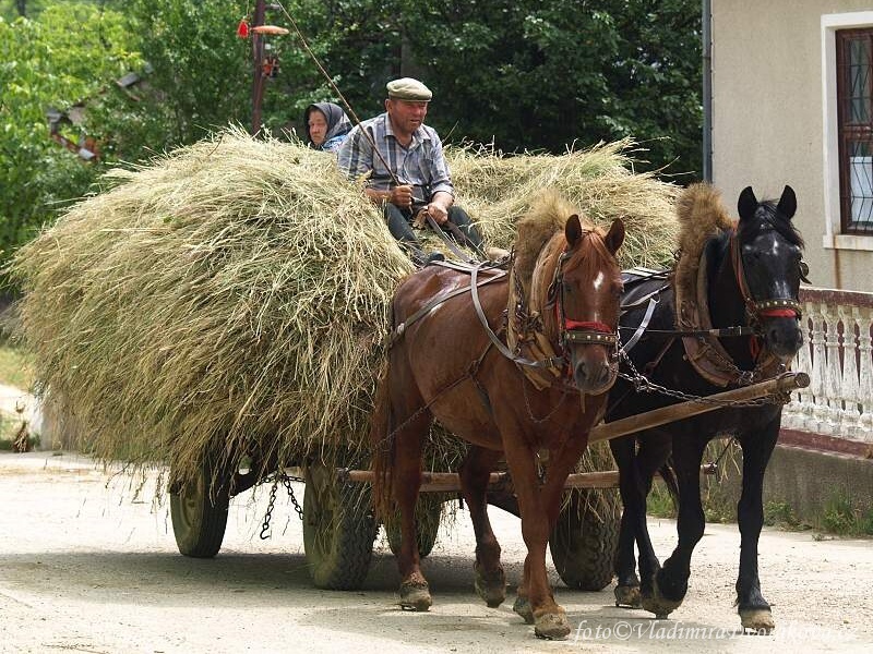 Rumunsko_Banat_Svata Helena_Lide a zvirata (11)