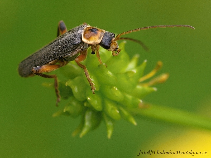  Páteříček obecný (Cantharis rustica) 