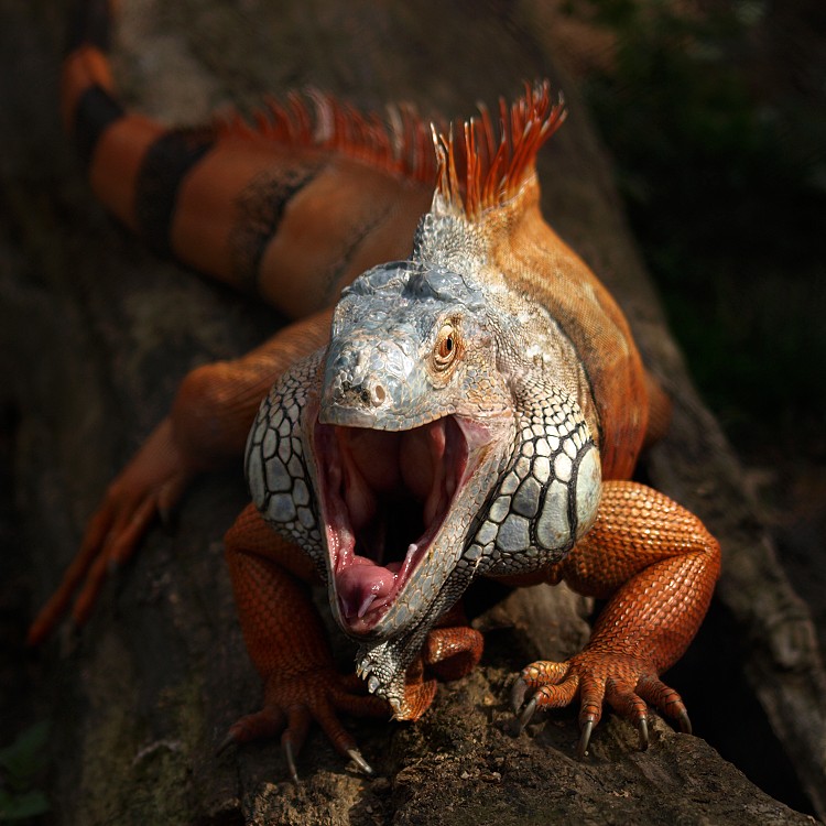 Leguán zelený (Iguana iguana)