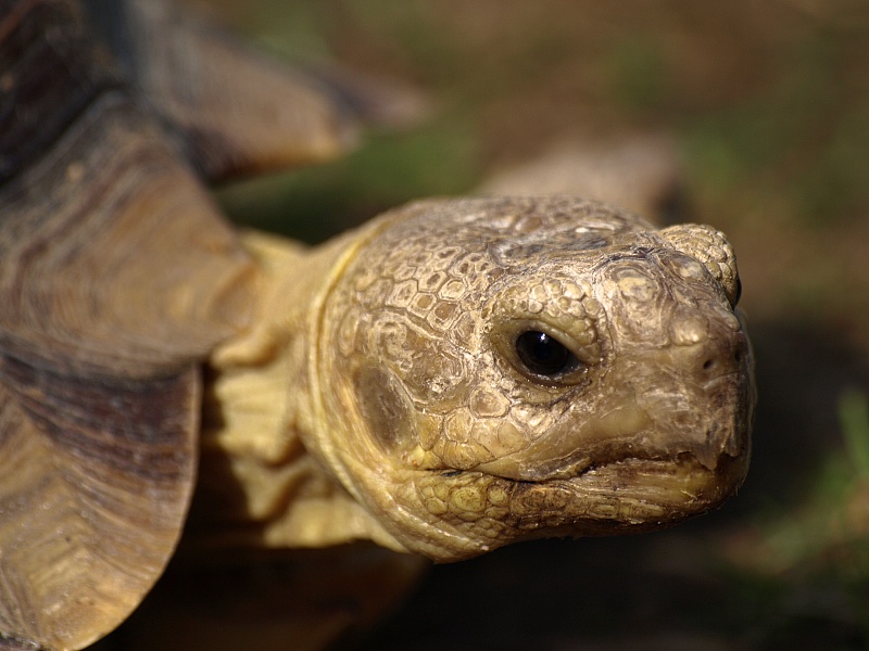 Želva ostruhatá  (Geochelone sulcata)