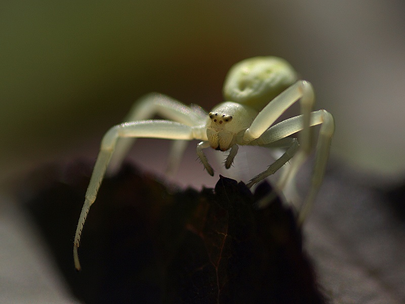 Běžník kopretinový (Misumena vatia)