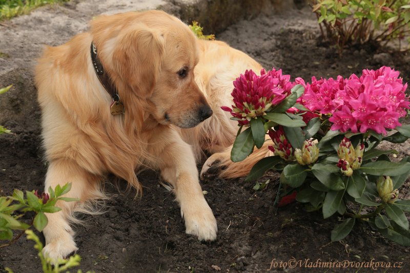 Benny a rododendron