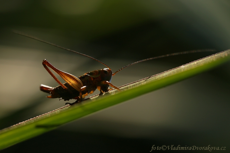 Kobylka (Metrioptera roeselii)2