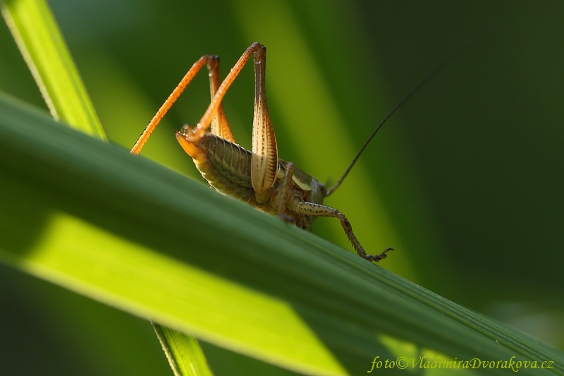 Kobylka (Metrioptera roeselii)