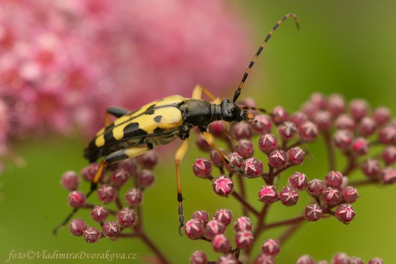 Tesařík ozbrojený - Leptura maculata