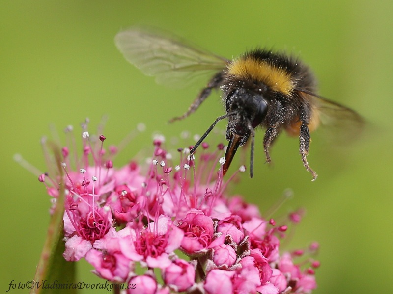 Čmelák polní (Bombus pascuorum)