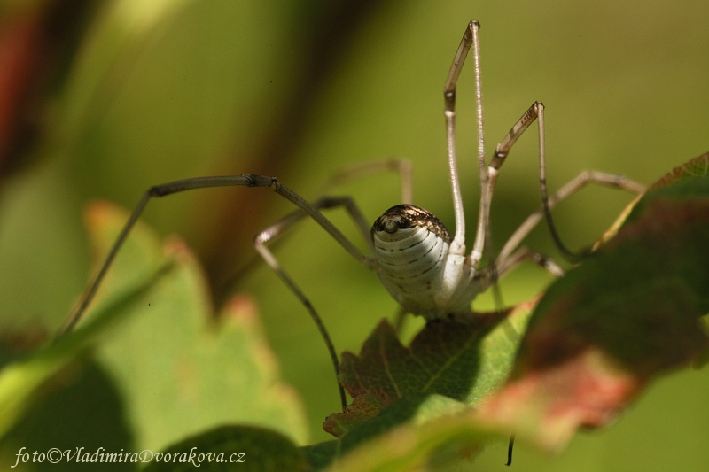 Sekáč (Opilionida)2