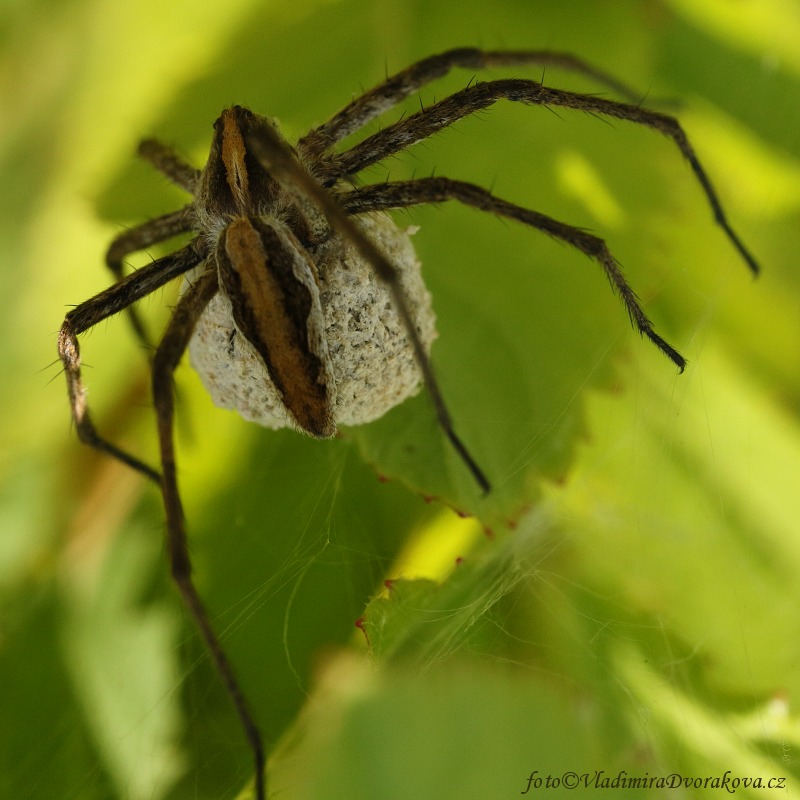 Lovčík hajní1 (Pisaura mirabilis)