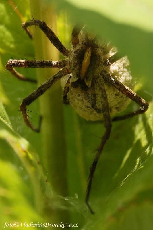 Lovčík hajní2 (Pisaura mirabilis)