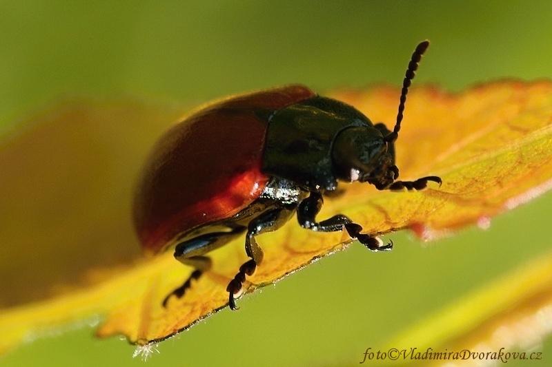 Mandelinka topolová -  Chrysomela populi