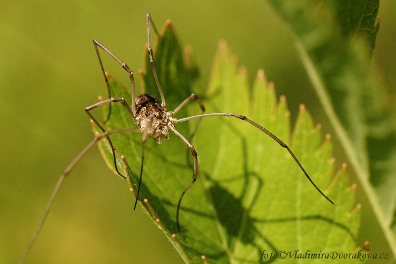 Sekáč (Opilionida)