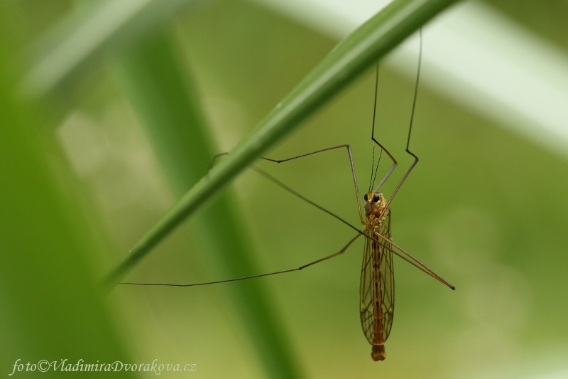 Tiplice luční - Nephrotoma pratensis