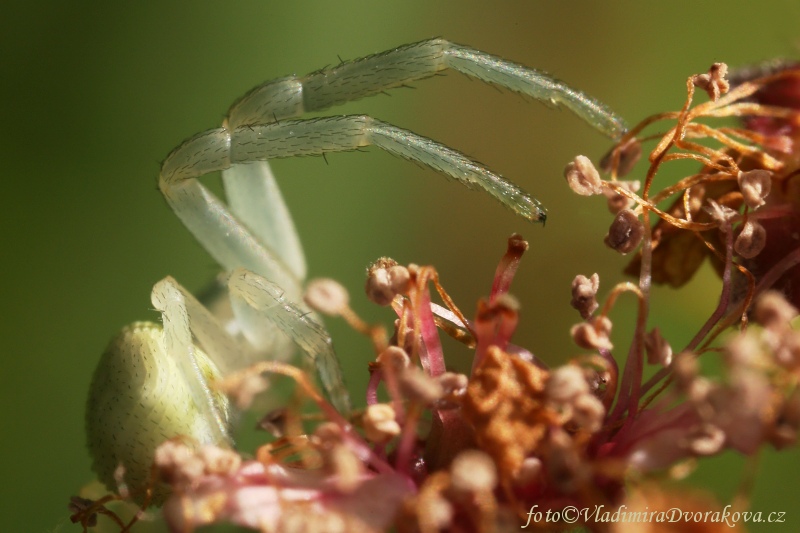 Běžník kopretinový - Misumena vatia