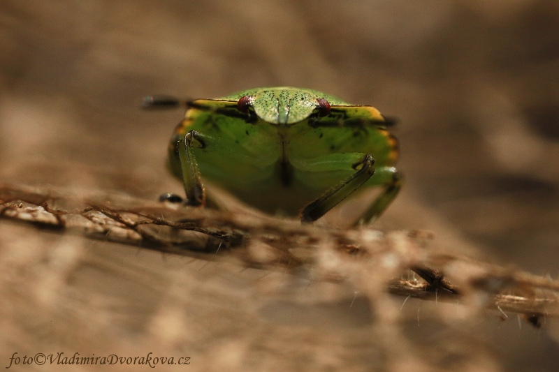 Kněžice - larva (Palomena sp.)