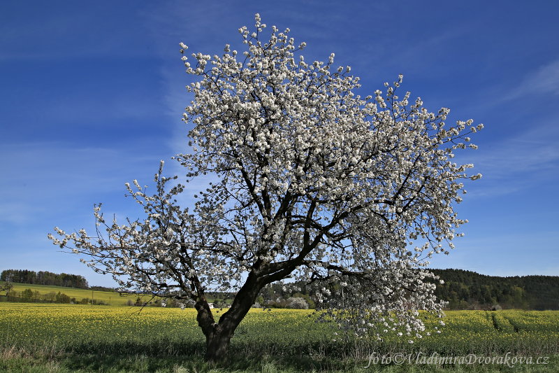 Třešňová 