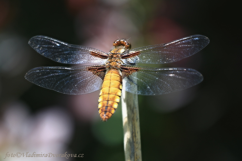 Vážka ploská (Libellula depressa)