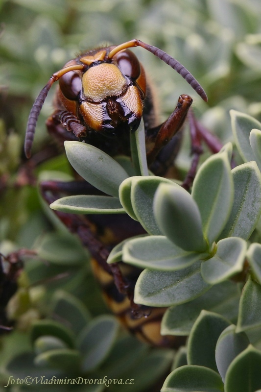 Sršeň obecná (Vespa Crabro)