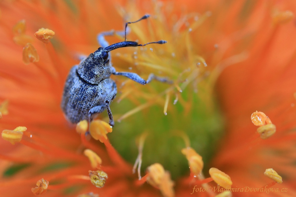 Květopas jahodový (Anthonomus rubi)