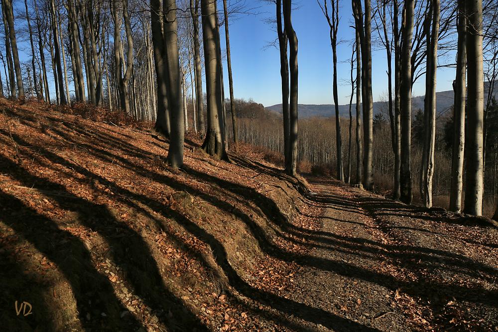 Cestou k vrcholu Jedlové (1)