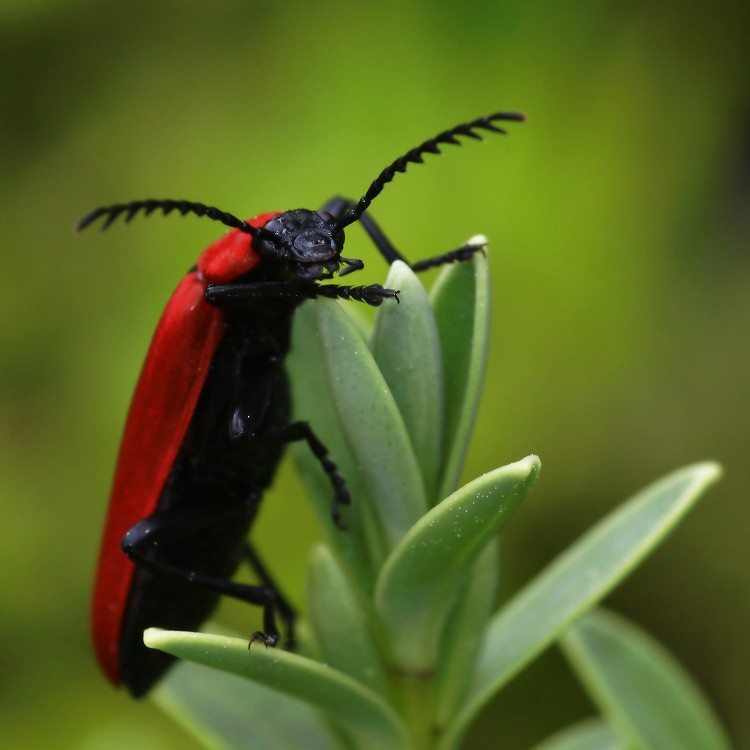 Červenáček ohnivý (Pyrochroa coccinea)