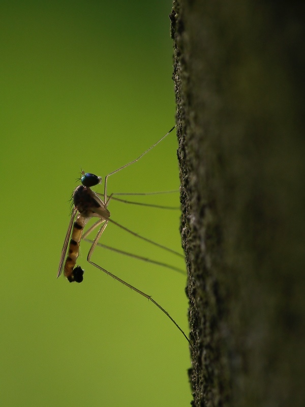 Lupice (Neurigona quadrifasciata)