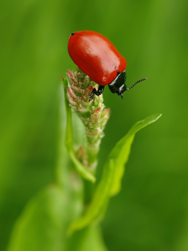 Mandelinka topolová (Chrysomela populi)